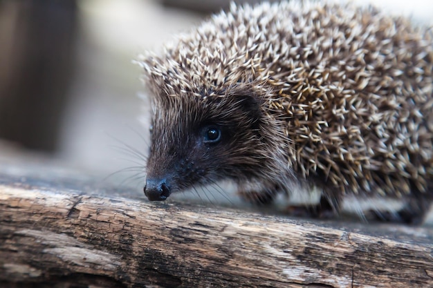 Wild, native, European hedgehog in natural woodland habitat. Scientific name Erinaceus Europaeus. F