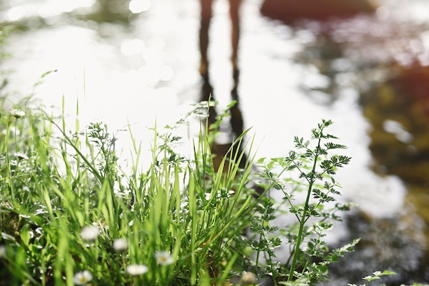 Wild nature on the river bank detail shot with selective focusing