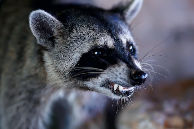 wild nosoha, american raccoon, animal in the wild