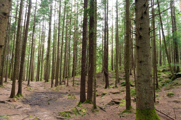 Wild old summer pine forest in summer. Outdoor wood scenery