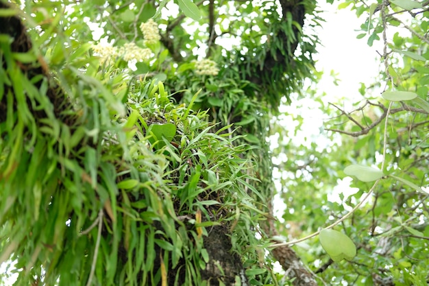 Wild orchid plant growing on tree branch trunk