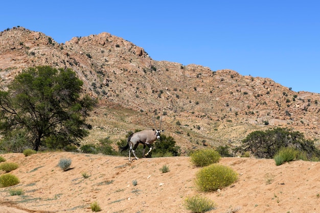 Wild orix antelope walking in the African savanna Safari in Namibia