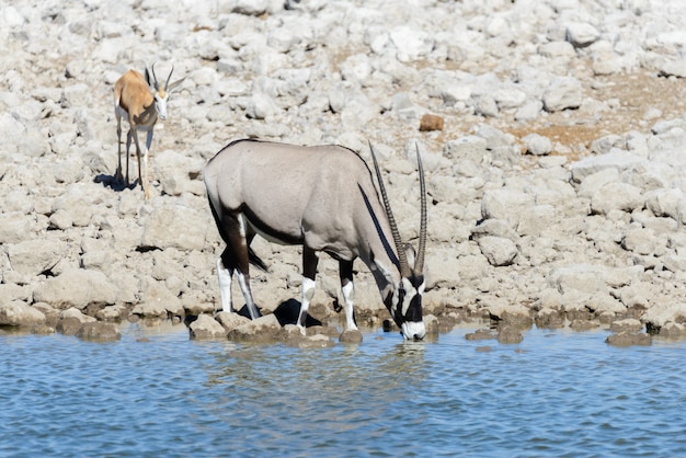 Wild oryx antelope in the African savannah