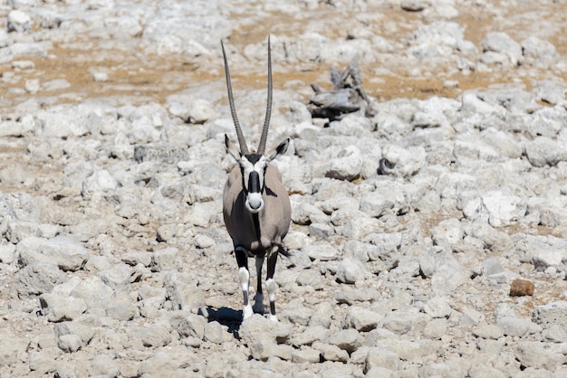 Wild oryx antelope in the African savannah