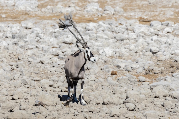 Wild oryx antelope in the African savannah