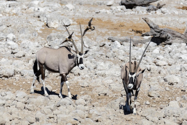 Wild oryx antelope in the African savannah