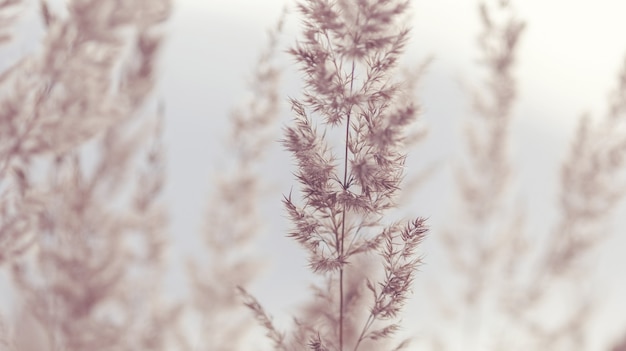 Wild pampas grass in natural environment for floral background, beige tones, soft focus