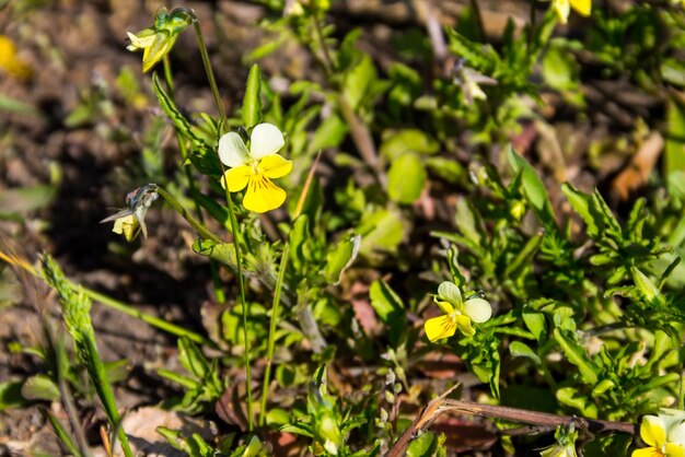 Wild pansy on the meadow