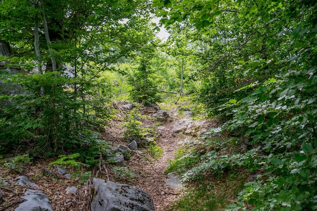 A wild path among the mountain forests