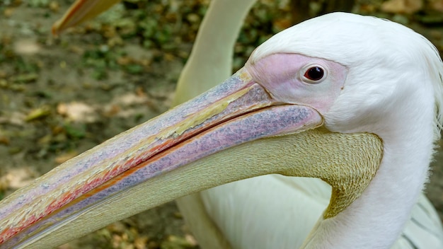 Wild Pelican bird closeup