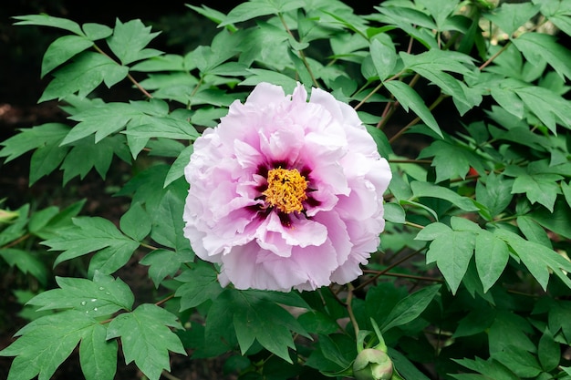 Wild peony blossom in shade of forest