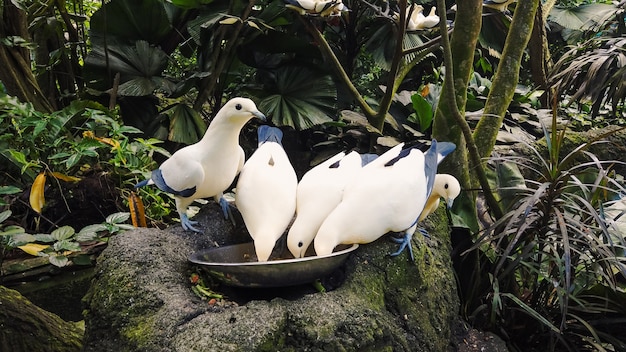 Wild pigeons white and blue color eat from bowl against dense tropical rain forests. Feeding of dove