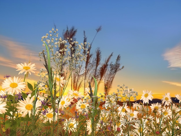 Wild pink flowers chamomile verbs and grass on meadow field at sunset