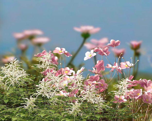 wild pink flowers  and green grass on field in forest nature landscape