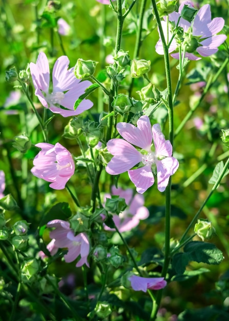 wild pink mallow flowers grows in the field