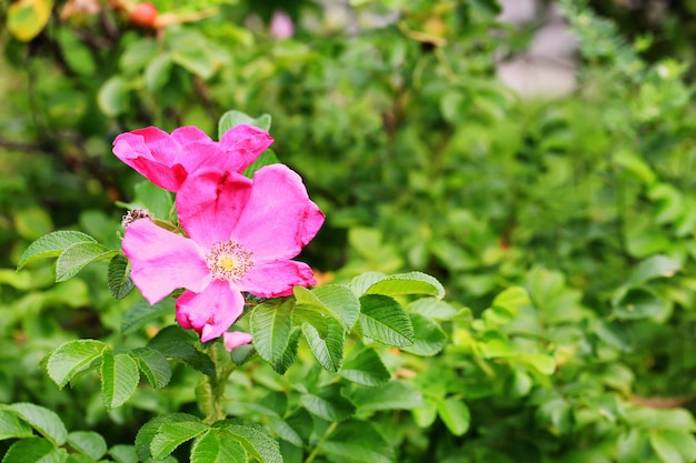 Wild pink rose in the garden