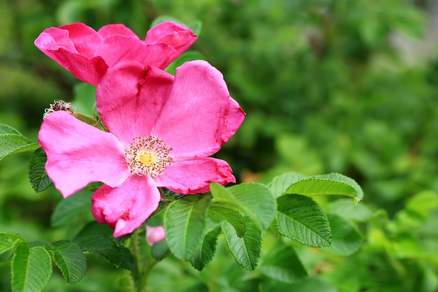 Wild pink rose in the garden