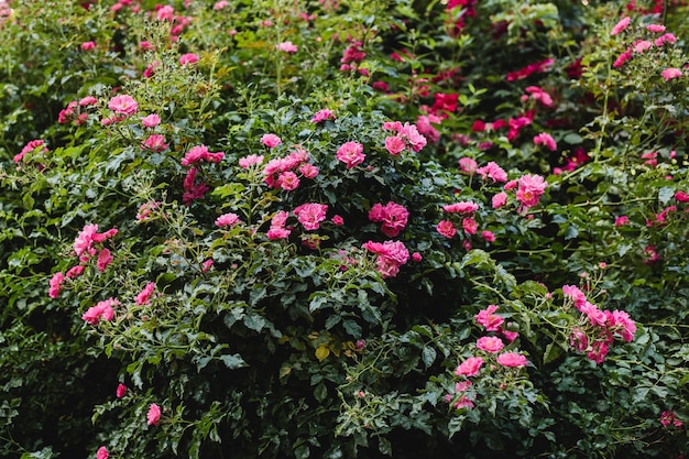 Wild pink roses surface