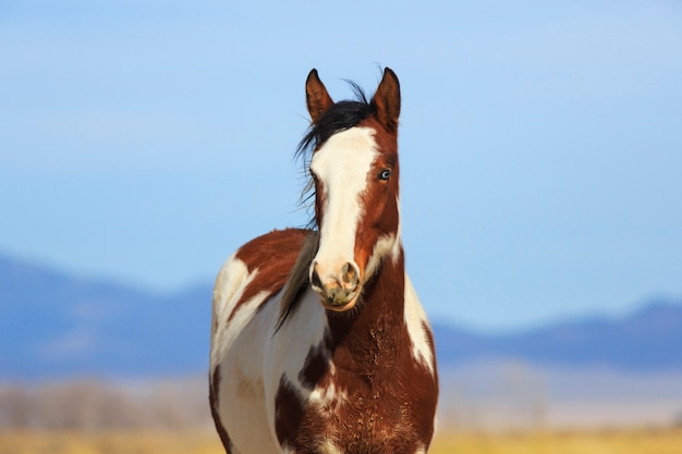 Wild Pinto Horse