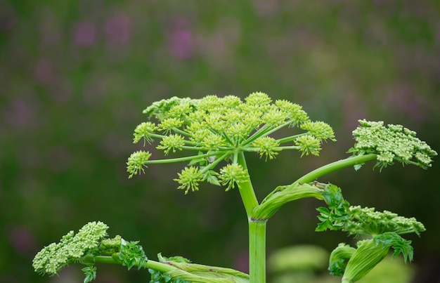 Wild plant with thick stem and small flowers