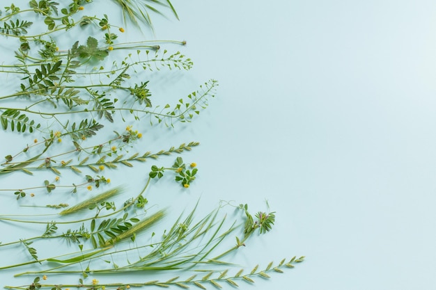 Wild plants on blue paper background