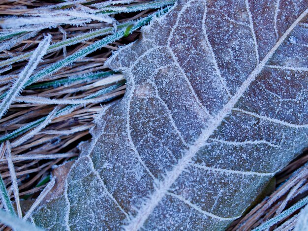 Wild plants covered with first frost.