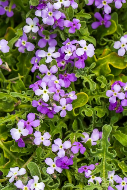 Wild plants and flowers; scientific name; Matthiola tricuspidata. Photo shoot location; Izmir - Cesme - Turkey