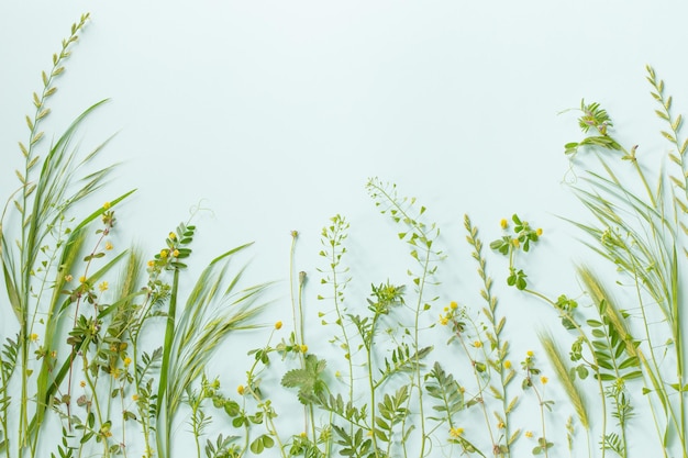 Wild plants on green paper background