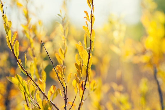 Wild plants with yellow leaves in a field at sunset. Beautiful autumn landscape