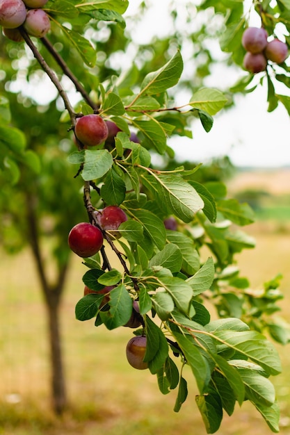 Wild plum tree in an orchard in France in summer Blue and violet plums in garden prunus domestica