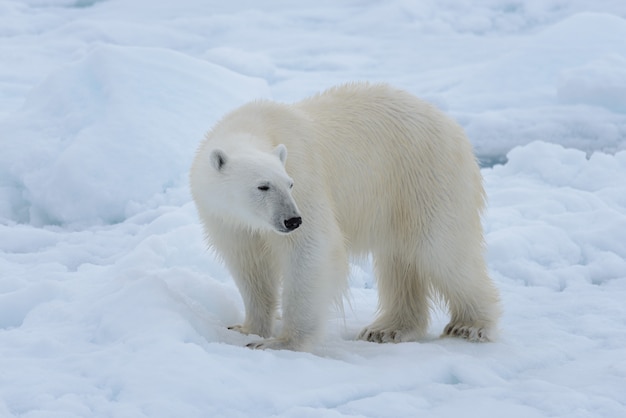 Wild polar bear on pack ice in Arctic sea close up