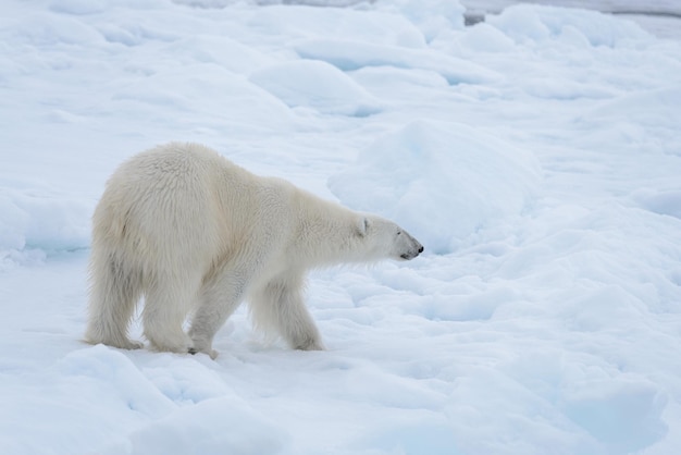 Wild polar bear on pack ice in Arctic sea close up