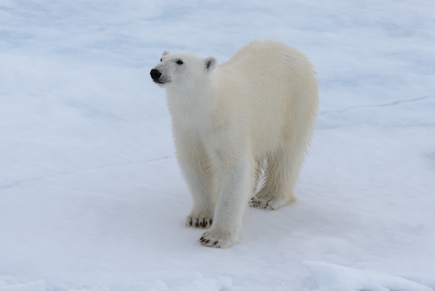 Wild polar bear on pack ice in Arctic sea