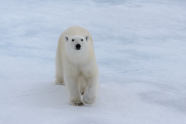 Wild polar bear on pack ice in Arctic sea