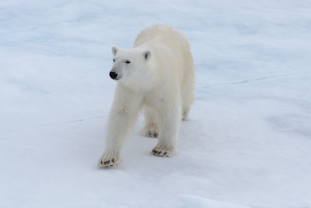 Wild polar bear on pack ice in Arctic sea