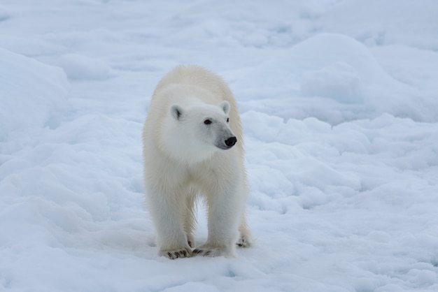 Wild polar bear on pack ice in Arctic sea