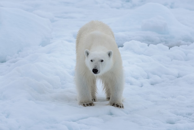 Wild polar bear on pack ice in Arctic sea