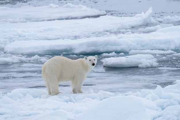 Wild polar bear on pack ice in Arctic sea