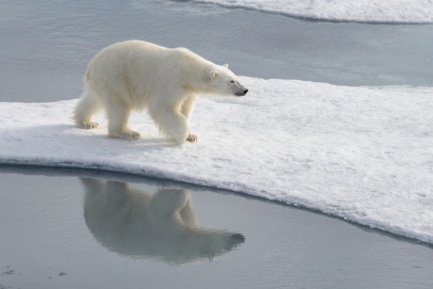 Wild polar bear on pack ice in Arctic