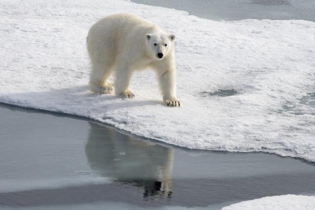 Wild polar bear on pack ice in Arctic