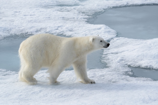 Wild polar bear on pack ice in Arctic