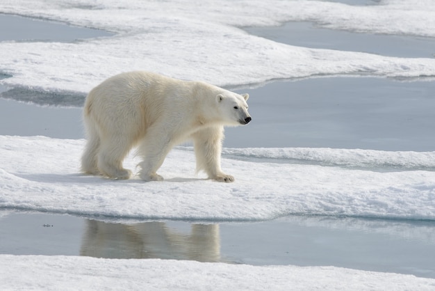 Wild polar bear on pack ice in Arctic