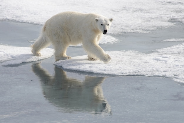 Wild polar bear on pack ice in Arctic