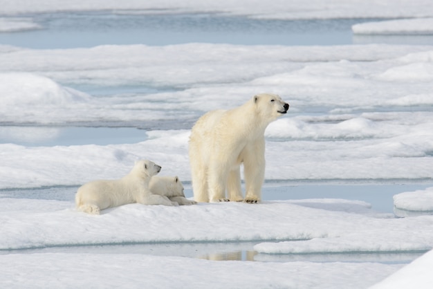 Wild polar bear (Ursus maritimus) mother and cub on the pack ice