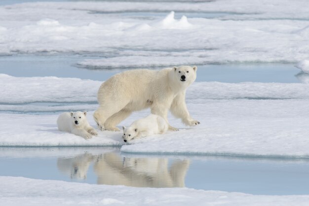 Wild polar bear (Ursus maritimus) mother and cub on the pack ice