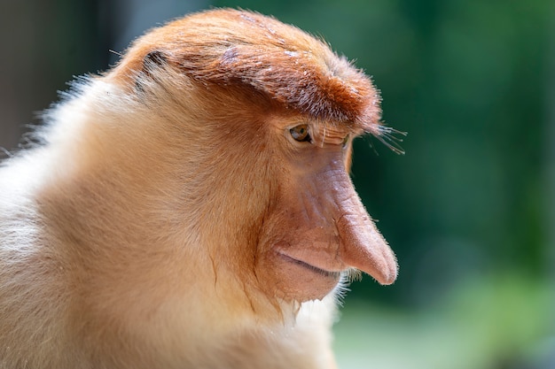 Wild Proboscis monkey or Nasalis larvatus, in rainforest of Borneo, Malaysia