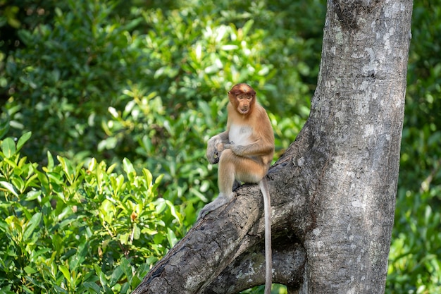 Wild Proboscis monkey or Nasalis larvatus, in rainforest of Borneo, Malaysia