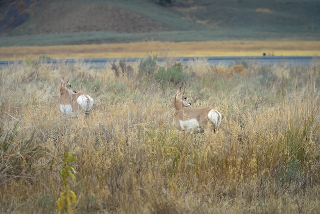 Photo wild pronghorn in yellowstone national park