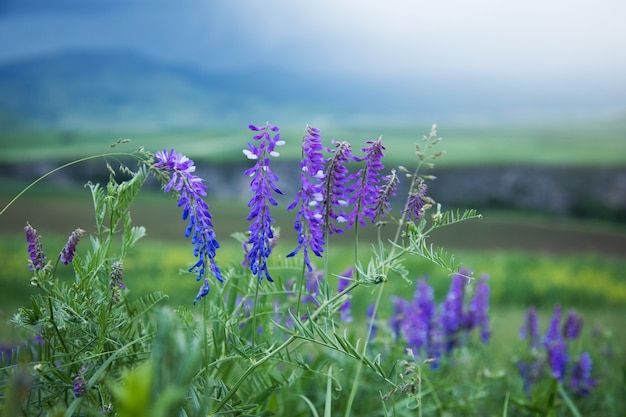 Wild purple flowers on the field