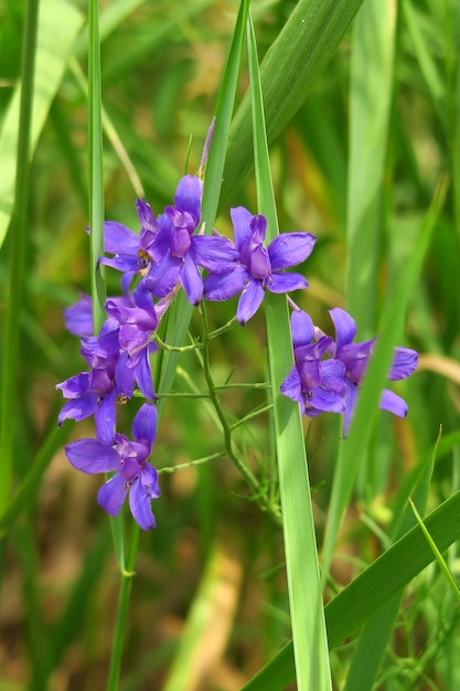 wild purple flowers grow on the field on a background of green grass